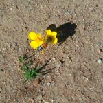 Cuando humanizar nos vuelve animales