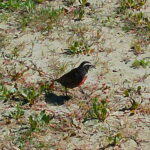 Por razones del corazón, obedecí